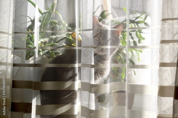 Obraz There is a grey cat sitting on the windowsill behind the tulle.