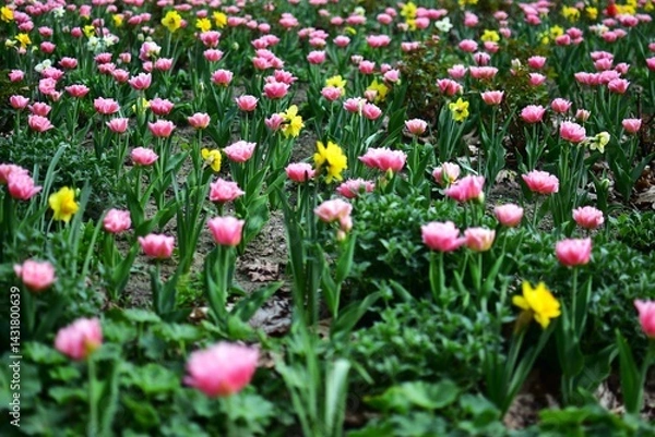 Fototapeta Pink tulip and yellow narcissus field in sunny day. Spring flower field full of pink fully blooming tulips and yellow narcissus.