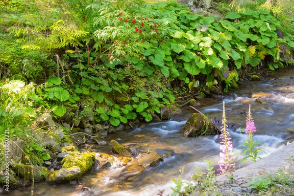 Fototapeta landscape with brook in the forest. green environment. stones in the creek. trees on the shore. sunny weather in summer. wild stream