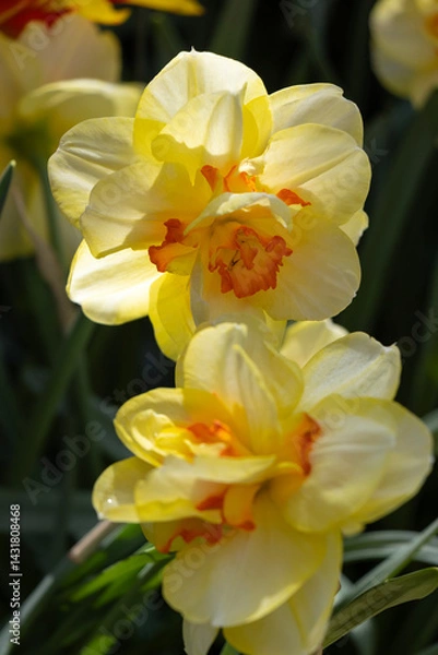 Fototapeta blooming yellow daffodils up close with dark muted backdrop