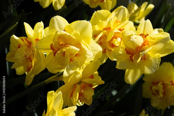 Fototapeta yellow daffodils in spring garden with black background