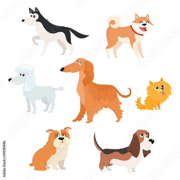 Fototapeta Cute dog characters of various breeds - poodle, husky, spitz, basset, bulldog, afghan hound, akita inu, cartoon vector illustration isolated on white background. Set of dog breed, characters