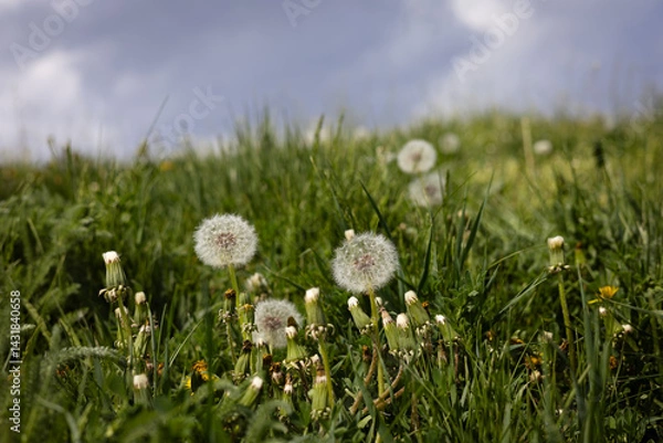 Fototapeta A field of dandelions in varying stages, from blooming to seed heads in the park, garden. The green grass surrounds beautiful plants and fluffy flower