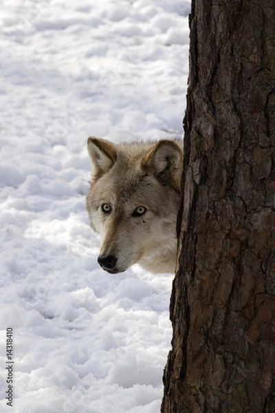 Obraz Timber Wolf III