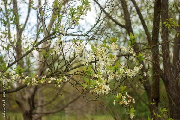 Obraz blossoming apple tree