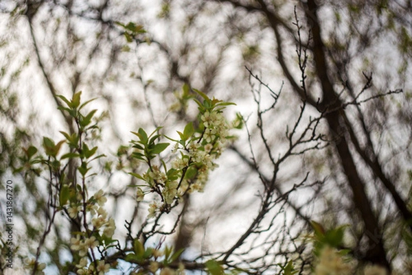 Fototapeta blossoming apple tree