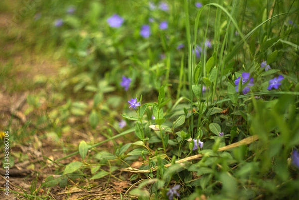 Fototapeta spring flowers in the grass
