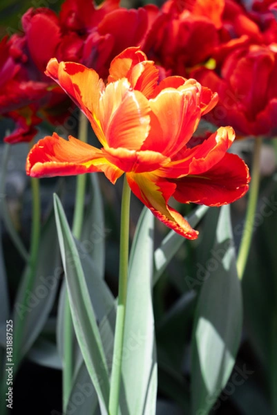 Fototapeta Vibrant side profile of single Red Parrot Tulip, Tulipa genus. with other flowers in background