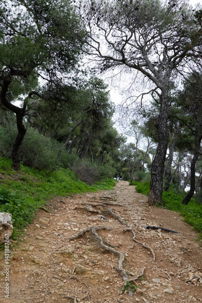 Obraz Path in the park among olive trees. The sinuous roots are washed to the surface