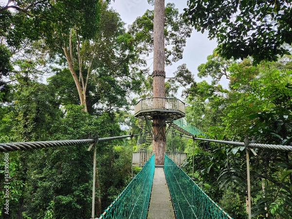 Fototapeta Tree top canopy suspension bridge and platform in Danum Valley Tropical Rain forest Lahad Datu Sabah