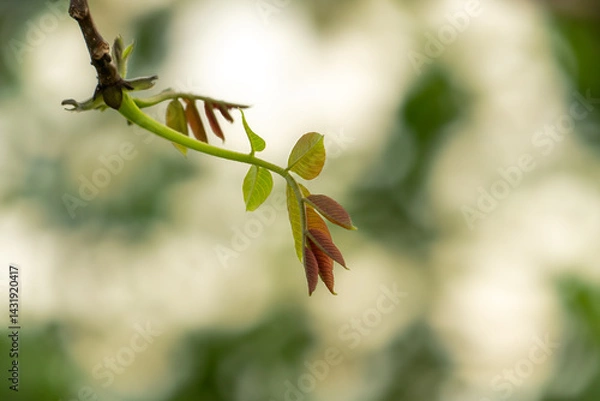 Fototapeta bud of a tree