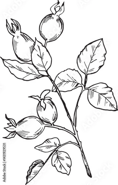 Fototapeta Hand-drawn black and white sketch of a rosehip branch with berries and leaves