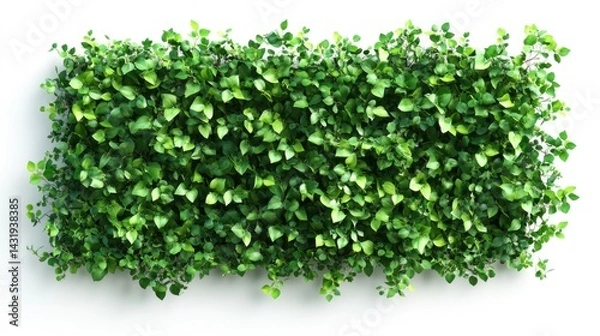 Fototapeta Rectangular wall covered in green foliage against a white background.