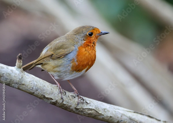 Fototapeta European robin "Erithacus rubecula" perched on branch. Cute passerine bird with bright red orange breast feathers, isolated against blurred background. Side profile showing beak. Dublin, Ireland