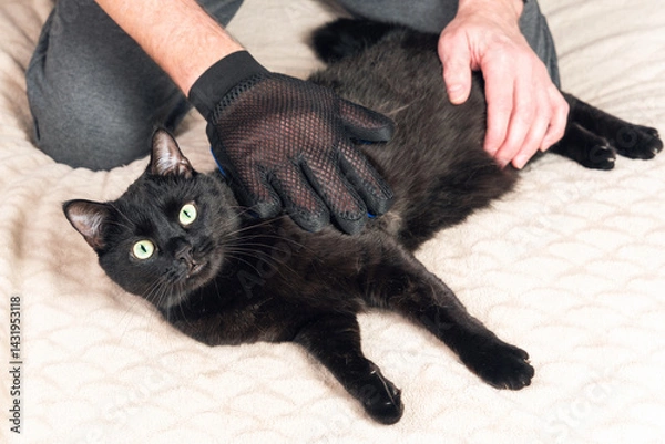 Fototapeta A man combs a black cat's shedding fur with a special glove and comb