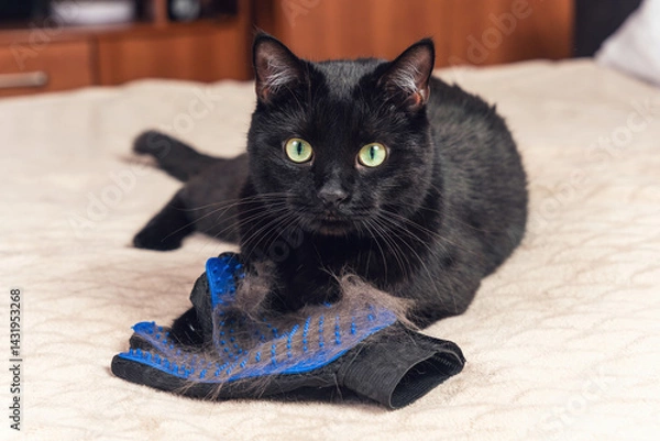 Fototapeta Shedding in animals, black cat lying with a glove for combing out shedding hair