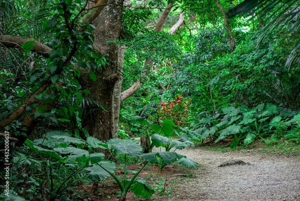 Obraz 石垣島の森の中　ハイキングコース