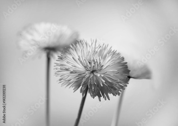 Obraz delicate black and white chamomile flower on a gray background