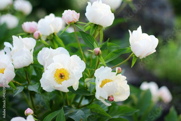 Fototapeta A lush bush of bright peony flowers. They bloom in the garden on a sunny summer day.
