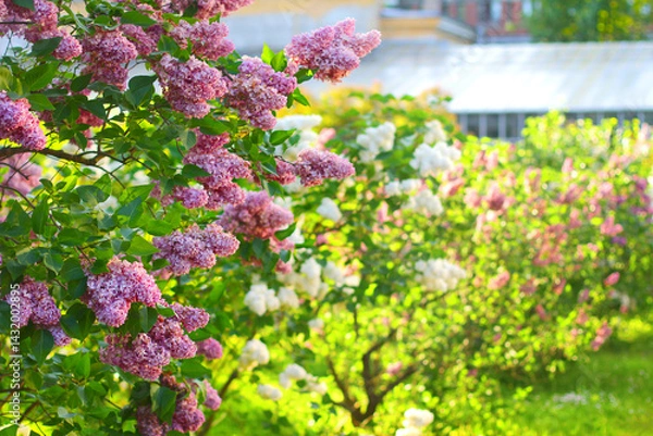 Fototapeta lilac bushes blooming in spring in garden. path in the park along the flowering lilac trees