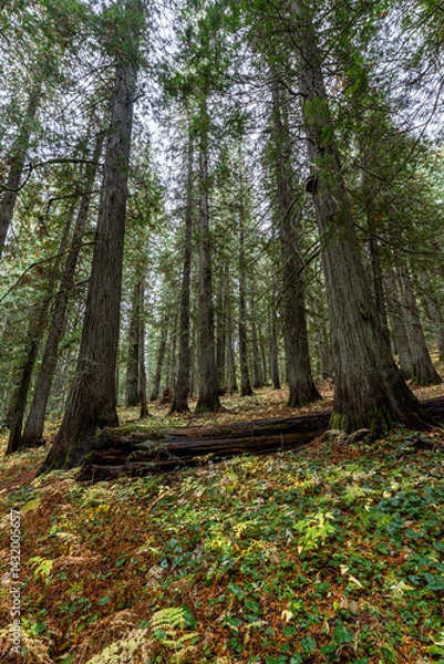 Obraz Hobo Cedar Grove Botanical Area with Western Red Cedar (Thuja plicata) in Idaho