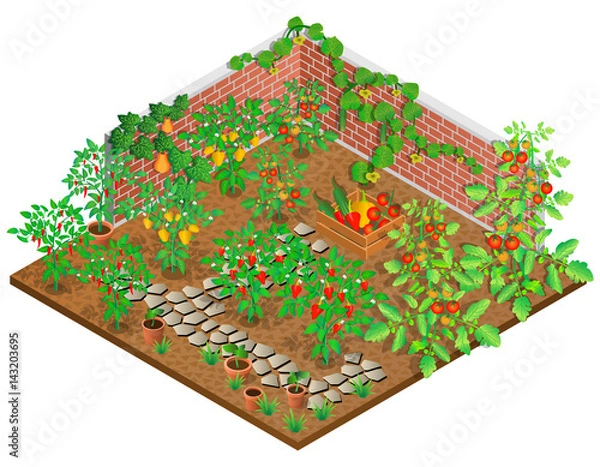 Obraz Vegetable garden in summer. Growing peppers, tomatoes, cucumbers and pumpkins.
3D isometric view. Vector illustration.