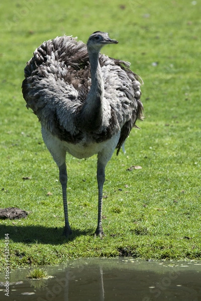 Fototapeta Rhea walking through a field