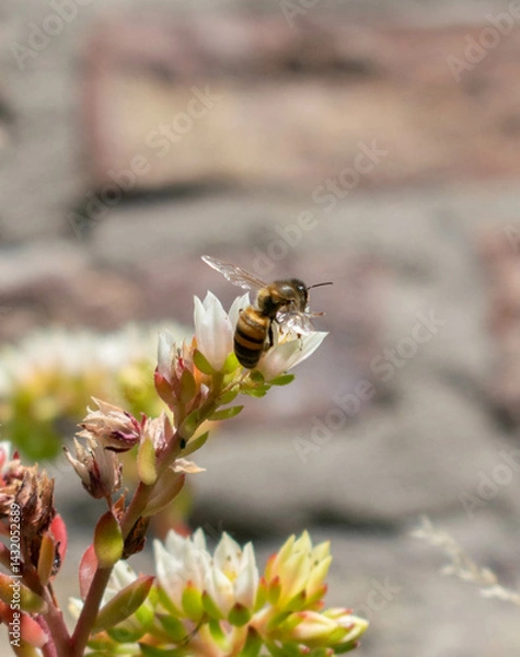Obraz bee on a flower
