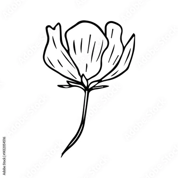 Fototapeta Minimalist Line Art Flower. Elegant Botanical Outline Illustrations