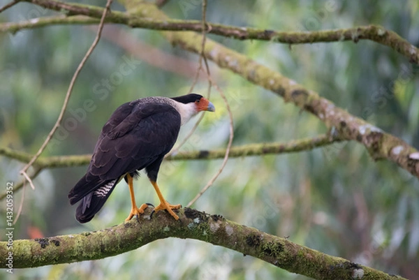 Obraz Crested Caracara