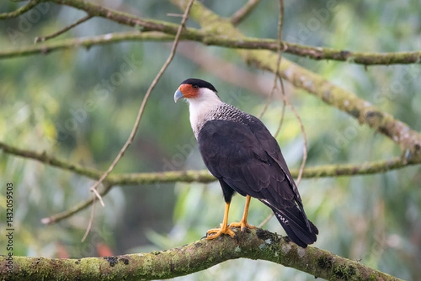 Obraz Crested Caracara