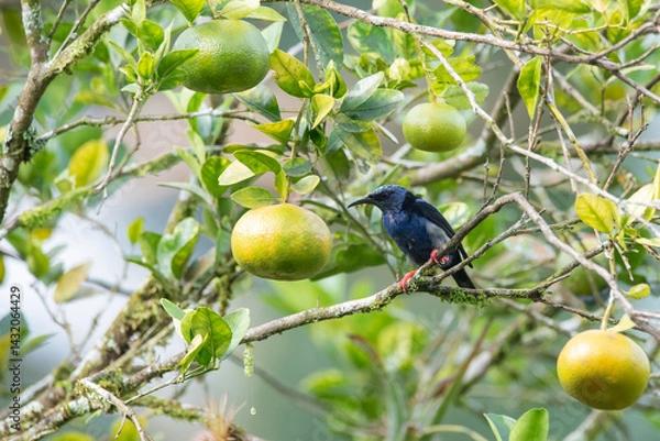 Obraz Red-legged Honeycreeper