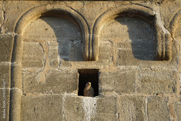 Obraz A young falcon basks in the evening sun