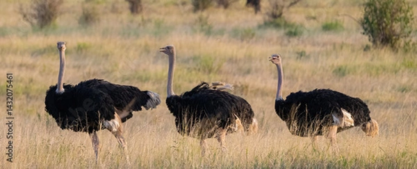 Fototapeta Three Amigos