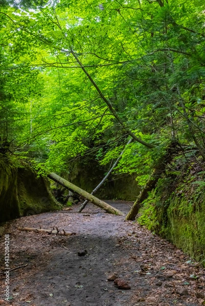 Fototapeta 苔の回廊
