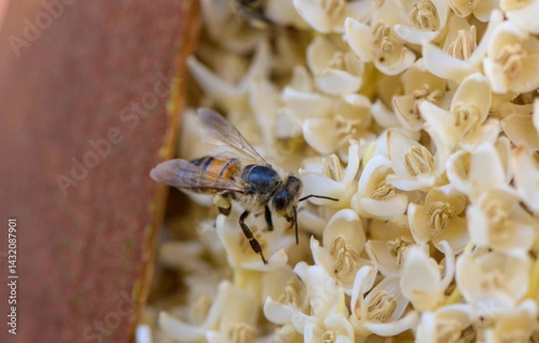 Obraz Golden light on bee and palm flower, macro composition