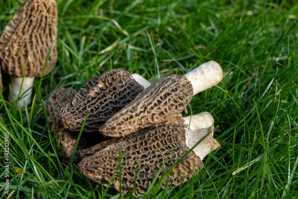 Fototapeta Growing wild spring mushrooms morchellas or true morels edible sac fungi for gourmet cooks, in Catalan and French cuisine, in green grass, harvest on morels in spring