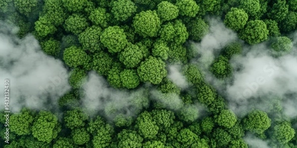 Fototapeta Aerial View of a Lush Green Forest, Natural Landscape and Untouched Wilderness