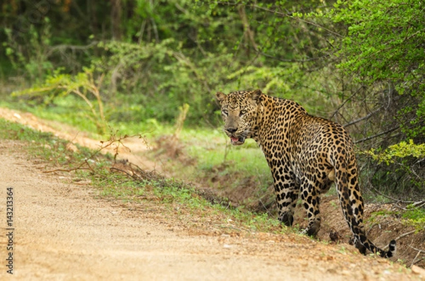 Obraz Panthera pardus kotiya - Sri Lankan leopard