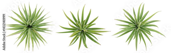 Fototapeta Top View Of Green Plant 3D Bright edge yucca with Transparent PNG Background