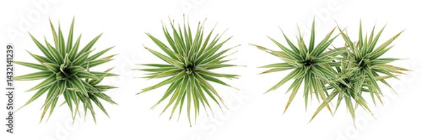 Fototapeta Top View Of Green Plant 3D Bright edge yucca with Transparent PNG Background