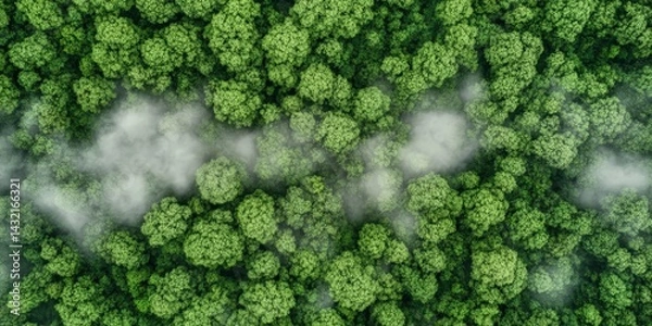 Fototapeta Aerial View of a Lush Green Forest, Natural Landscape and Untouched Wilderness