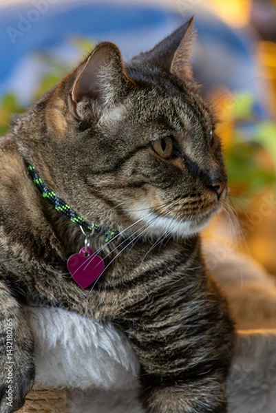 Fototapeta Close up head shot of a cute gray and black striped tabby cat, with colorful defocused background
