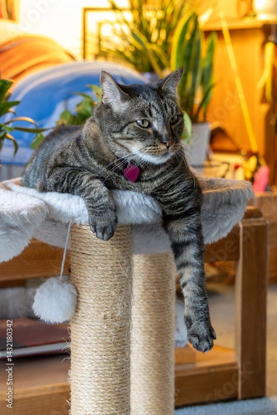 Fototapeta Close up indoor view of a cute gray and black striped tabby cat relaxing in a white hammock, with dangling front arms