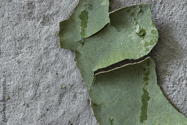 Fototapeta Green peeling paint on the wall. Old concrete wall with cracked flaking paint. Weathered rough painted surface with patterns of cracks and peeling. High resolution texture for background and design.