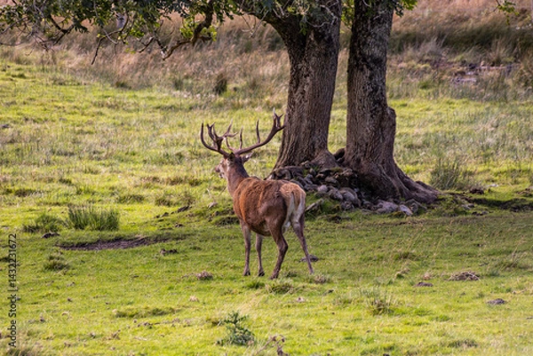 Fototapeta Peaceful deer grazing freely in sunlit meadows and forests. Close-up details of their calm, wild life surrounded by nature, under a clear sky in an untouched natural paradise