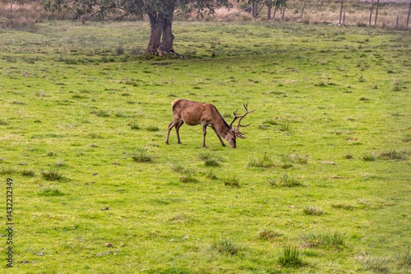 Fototapeta Peaceful deer grazing freely in sunlit meadows and forests. Close-up details of their calm, wild life surrounded by nature, under a clear sky in an untouched natural paradise