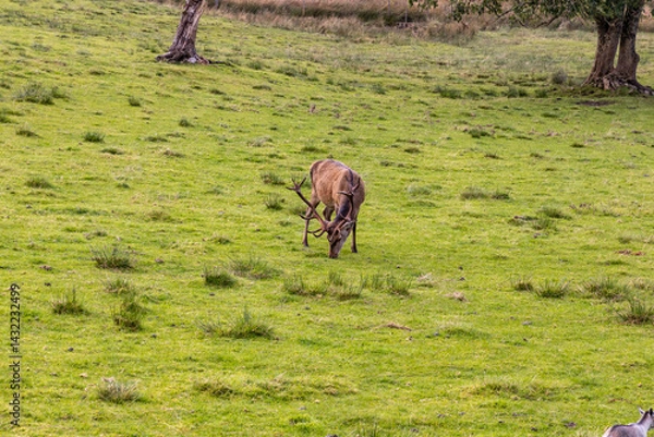 Fototapeta Peaceful deer grazing freely in sunlit meadows and forests. Close-up details of their calm, wild life surrounded by nature, under a clear sky in an untouched natural paradise