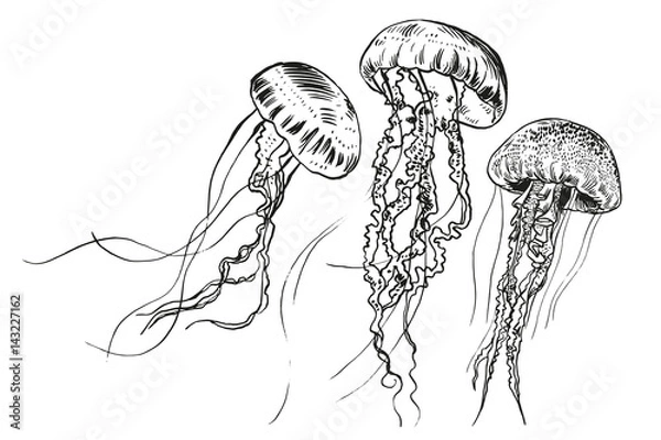 Fototapeta Ręcznie rysowane meduzy. Ilustracji wektorowych. Kolekcja morska.