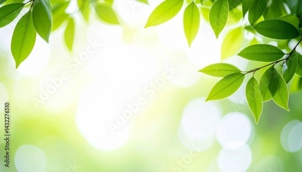 Fototapeta A clean Leaf Image with soft lightning